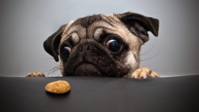 Pug wants a cookie