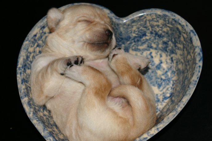 Sweet puppy sleeping in a heart shape