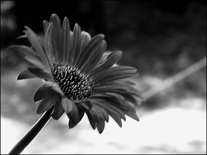 Black and white gerber flower