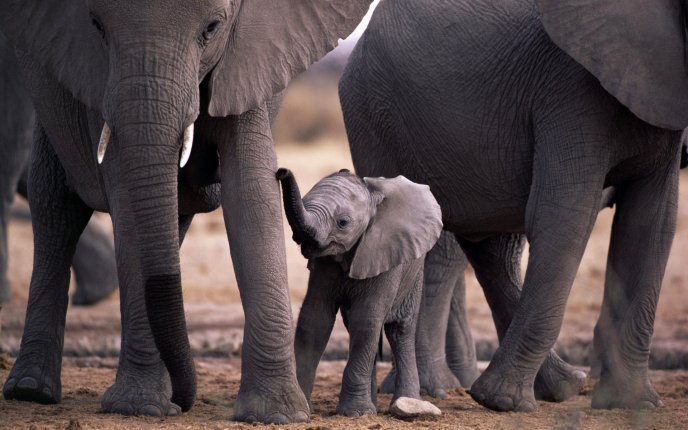 Baby elephant with his parents