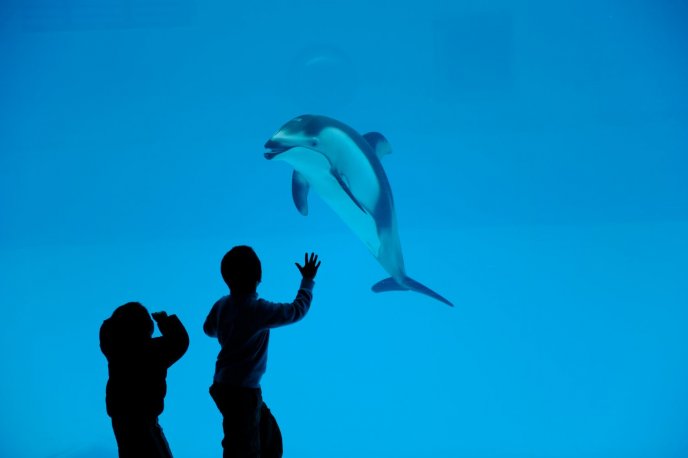 Children at Water Park - dolphin