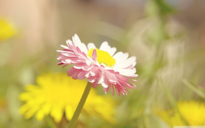 Beautiful Daisy flower - summer flower