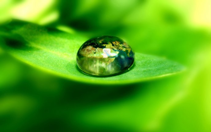 The world in a drop of water supported by a leaf