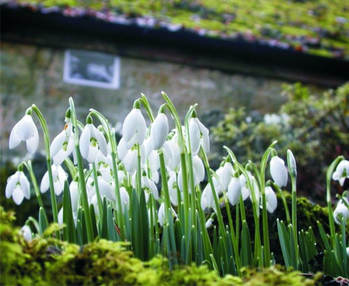 Symbol of spring - snowdrops