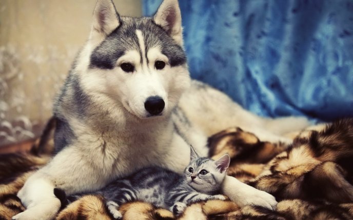 Two friends - a dog and a cat