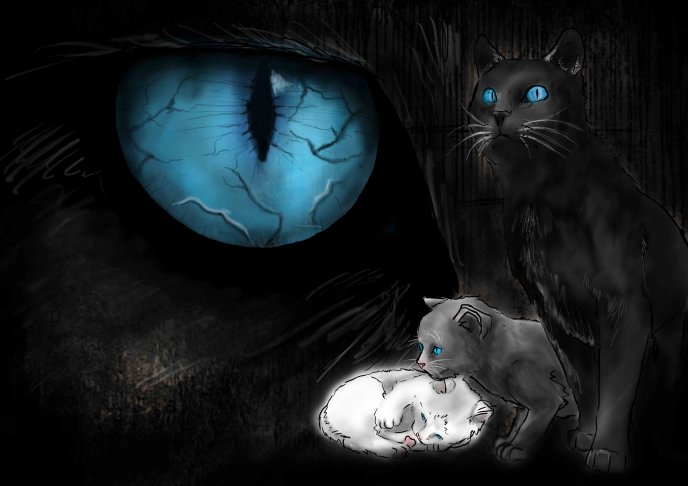 Dark eyes - cats - animal of night