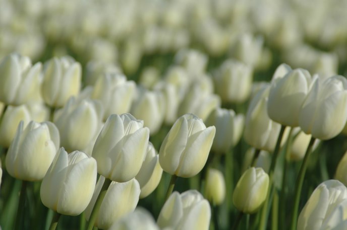 Beautiful garden full of white tulips - HD wallpaper