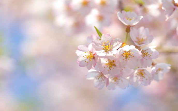 Cherry blossoms - revives nature