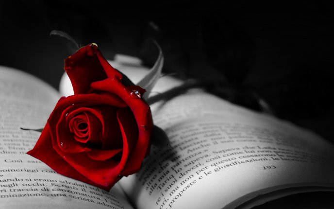 The symbol of love - red rose on a book
