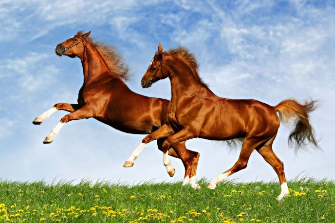 Two horses frolic on the plain - spring time