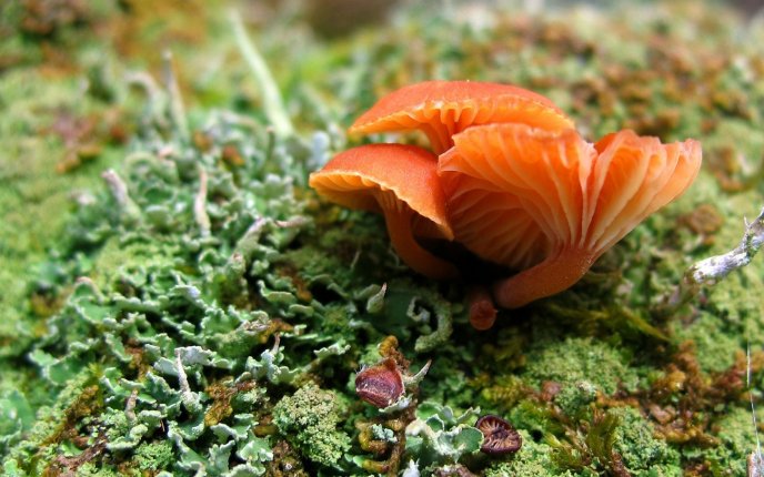 Mushrooms from sea - beautiful aquatic plants
