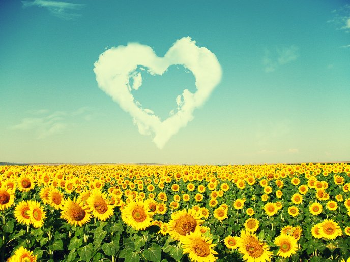 Sunflowers love the sun - HD nature wallpaper