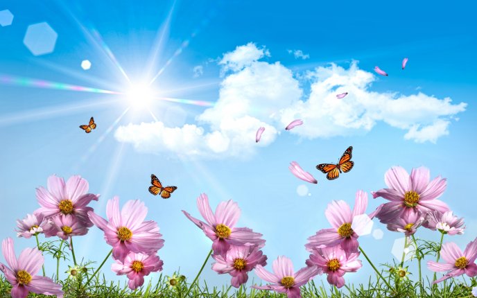 Pink flowers and beautiful butterflies in sunlight