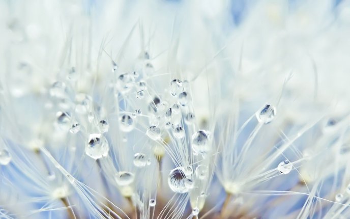 Early morning dew drops - beautiful white flowers