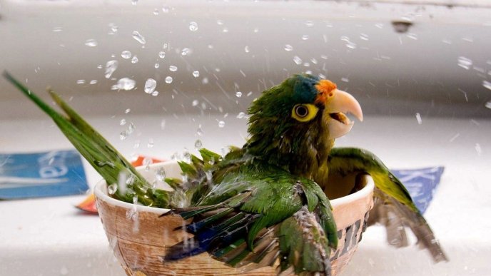 Playful parrot bathing in a bowl of water