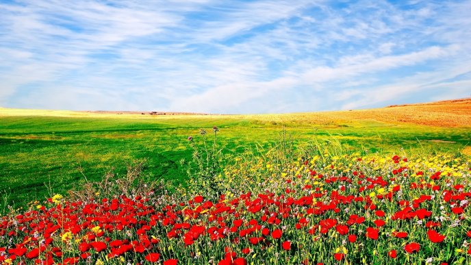 Poppy field and a beautiful blue sky