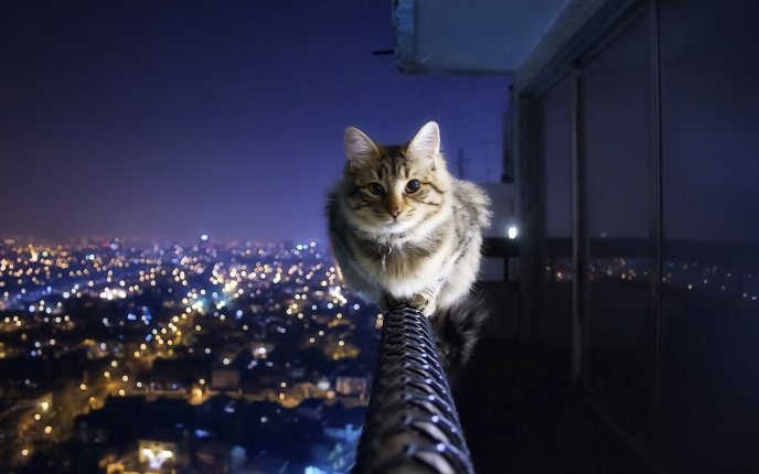 Courageous cat sits above the city - HD wallpaper