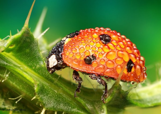 Ladybug full with water drops - macro insect