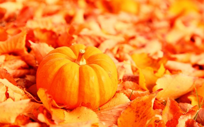 Pumpkin on a leaves carpet - HD autumn wallpaper