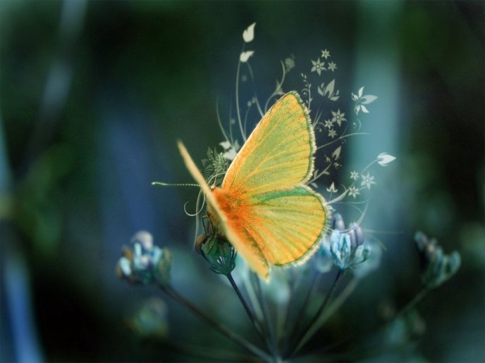 Beautiful orange butterfly and flowers - HD wallpaper