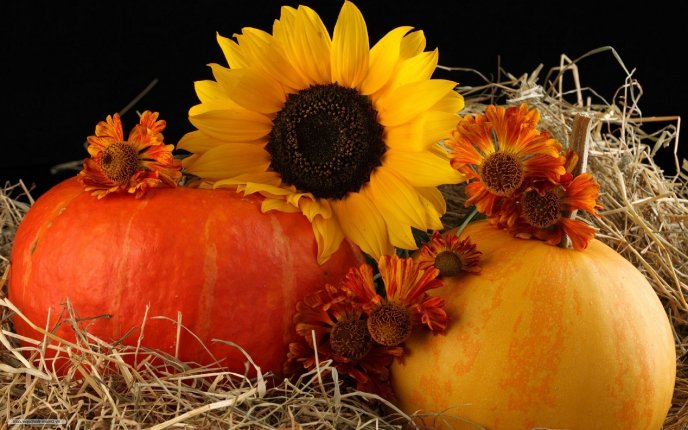 Sunflowers and delicious pumpkins - HD wallpaper