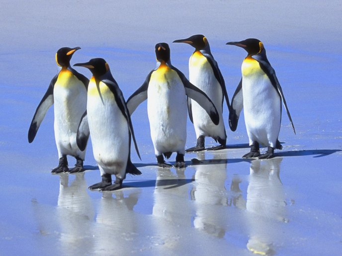 Five little penguins of the ice - HD wallpaper