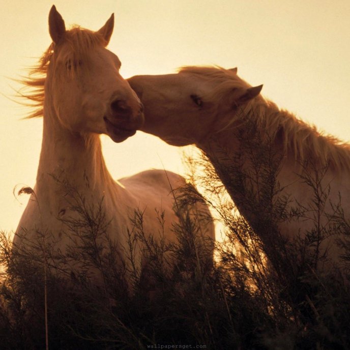 Sweet kiss from a horse - animal love