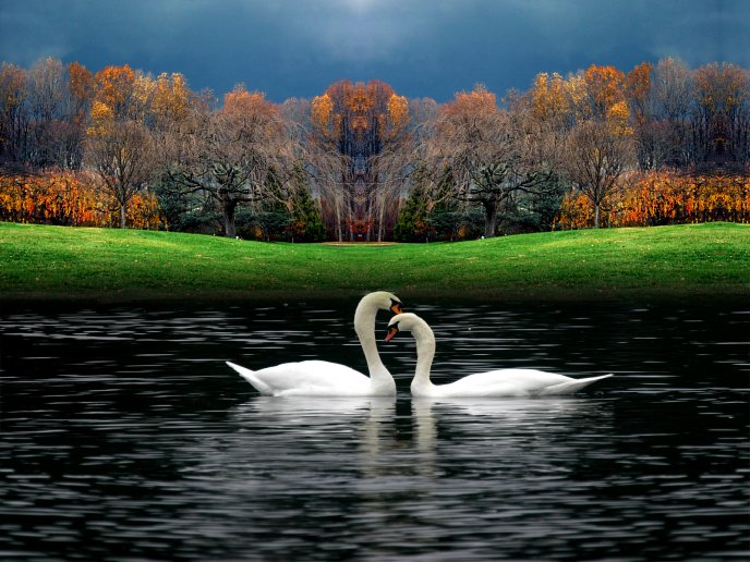 Two lovely white swans on the lake - HD nature wallpaper