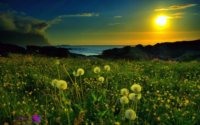 Beautiful dandelion in the sunset - magic spring time