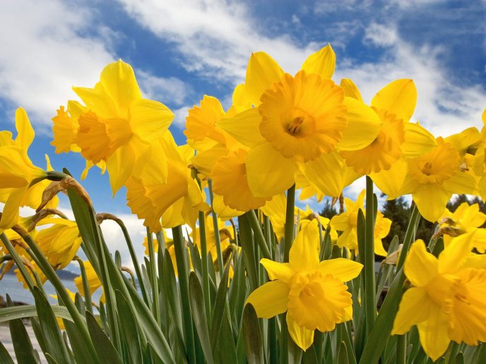 Beautiful yellow daffodils - magic spring time