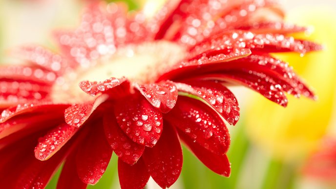 Fresh water drops on a beautiful red flowers