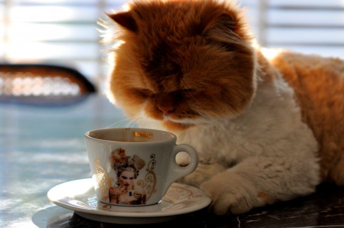 Big fluffy cat drinking coffee in the morning