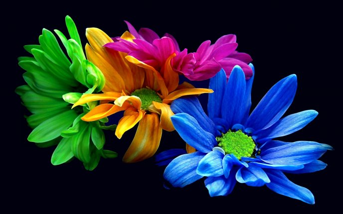 Intense colour of the flowers - HD free wallpaper