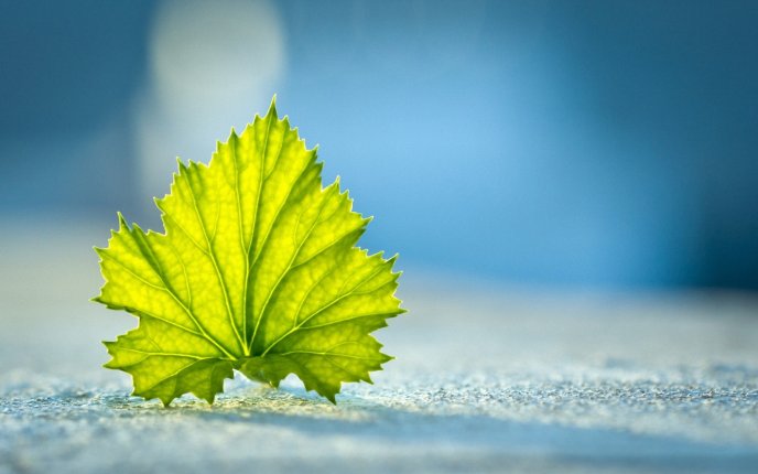 Green leaf in the light on sun - HD free wallpaper
