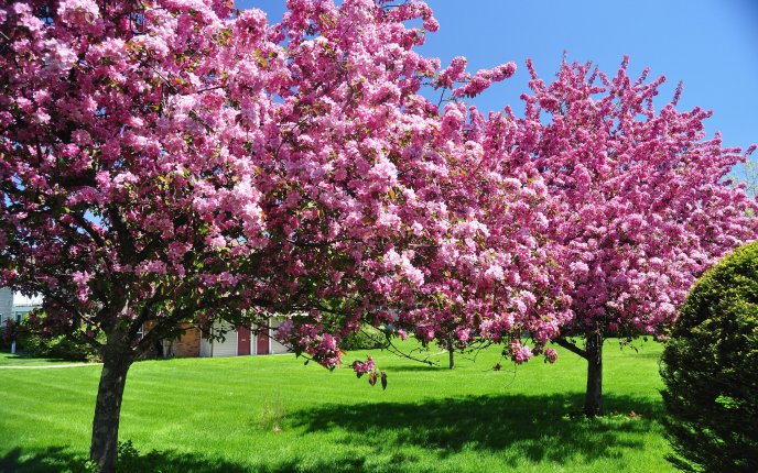 Beautiful trees in blossom - pink flowers