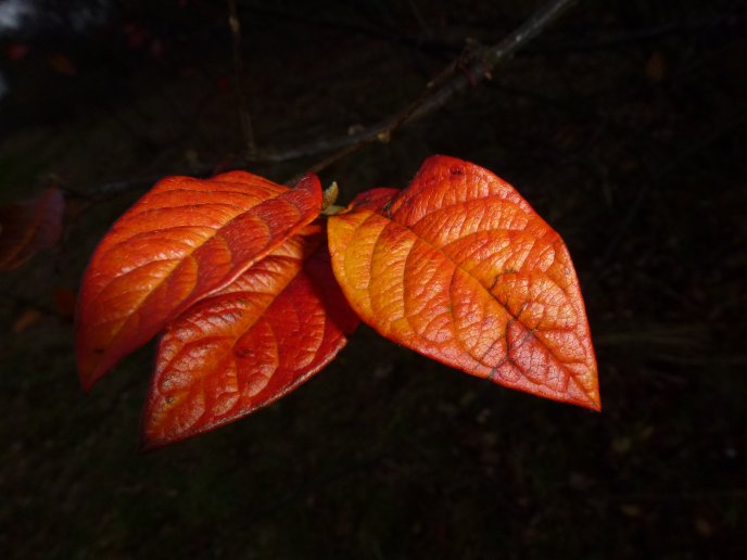 Three beautiful autumn leaves in the night