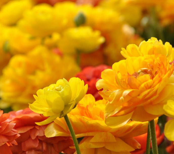 Yellow flowers in the big garden - beautiful perfume