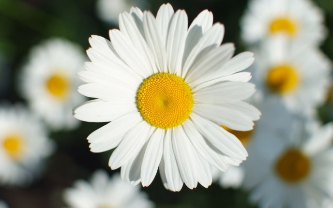 Beautiful daisy - flower perfume in the air