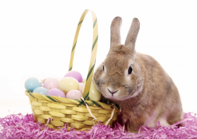 Sweet grey bunny and Easter Eggs - HD wallpaper