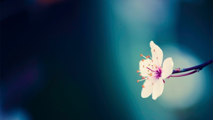 White spring flower on the blue background - HD wallpaper