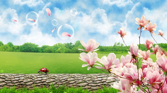 Pink spring flowers and a ladybug - HD wallpaper