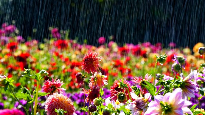 happy rain flowers