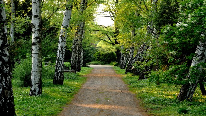 Way through the trees in the green forest