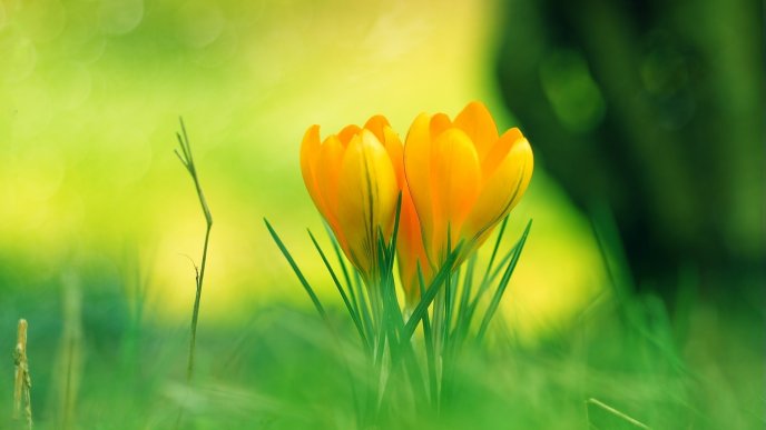 Two lovely yellow tulips in the garden - HD nature wallpaper