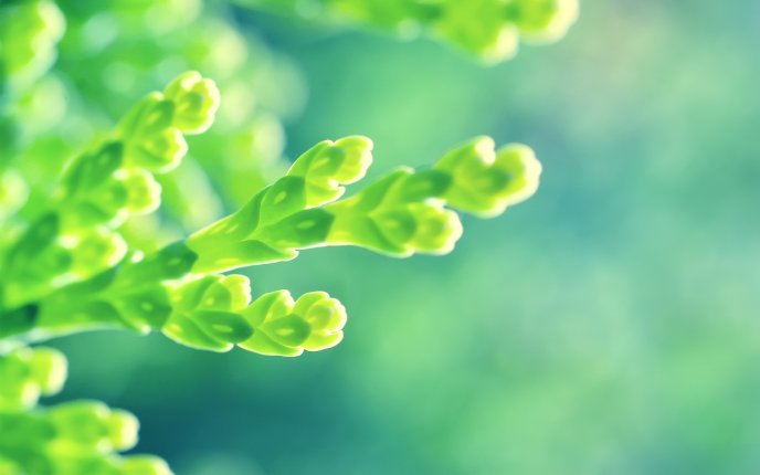Green plant buds macro HD Wallpaper