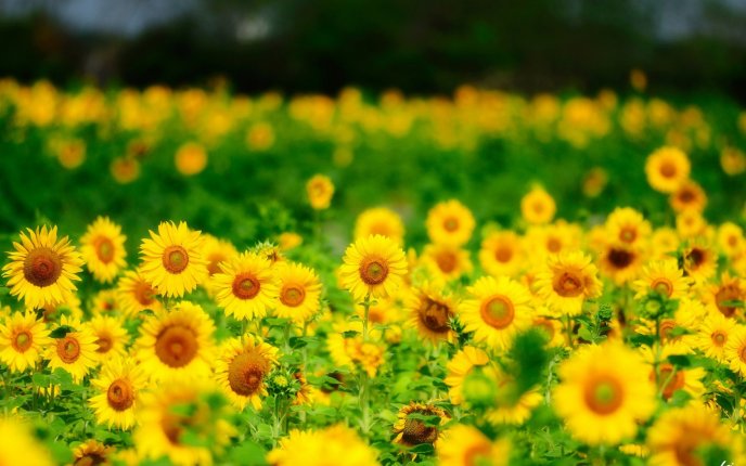 Field full with small sunflowers - summer landscape