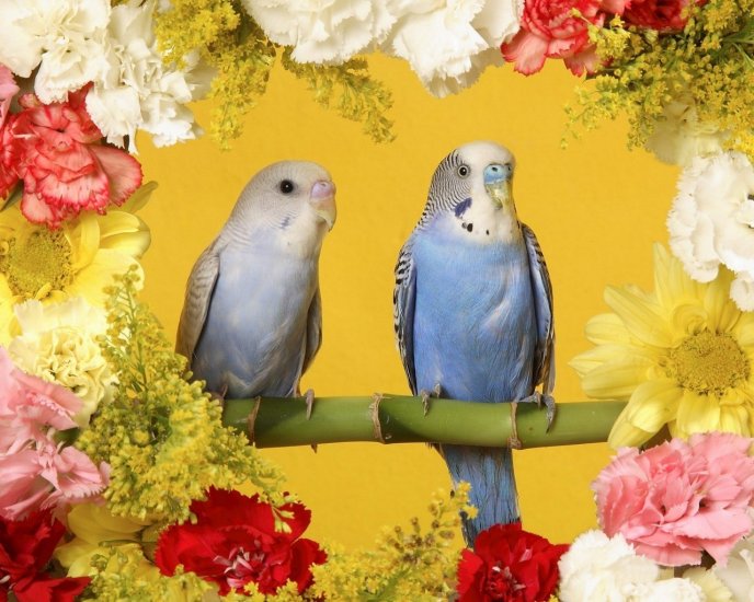 A couple of parrots on a branch between flowers
