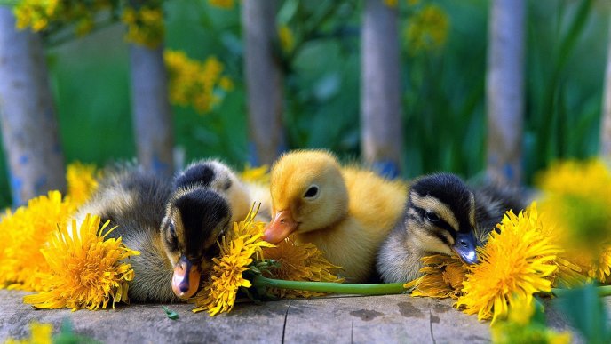 Four yellow and black baby ducks between dandelions