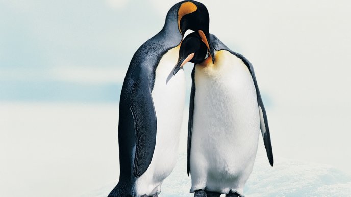 Penguins in love - Animal couple wallpaper