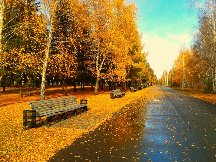 Sunny day in the park after an autumn rain - HD wallpaper